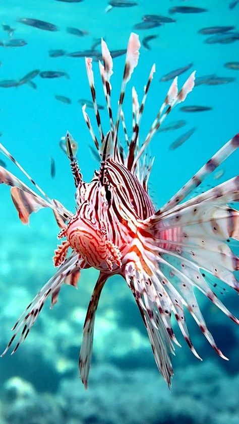 Aesthetic Fishing, Fish Aesthetic, Fish Tank Themes, Fauna Marina, Life Under The Sea, Fish Tank Ideas, Fish Tank Accessories, Salt Water Fish, Lion Fish