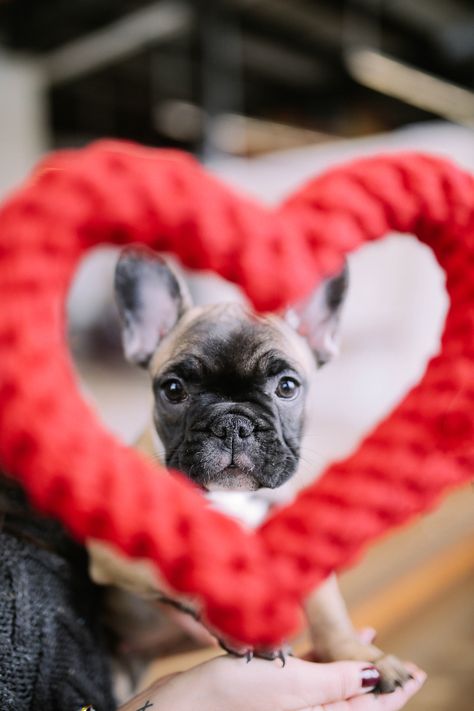 Sunday Spotlight: Frankie’s Valentine’s Day Picks Mom And Dog Photoshoot, Photoshoot Valentines, Puppy Valentines, Animal Photoshoot, Puppy Photography, Diy Dog Collar, Dog Calendar, Valentines Day Dog, Dog Photoshoot