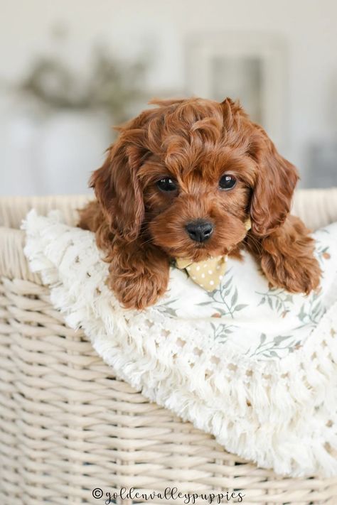 Golden Valley Puppies - Cavapoo Puppy, Puppies for Sale, Cavapoo Puppies for Sale Mini Cavapoo Puppies, Yorkipoo Puppies, Teddy Bear Cut Cavapoo, Mini Golden Doodle Full Grown, Cavapoo Haircut Styles, Mini Cavapoo, Toy Cavapoo, Cava Poo, Red Cavapoo