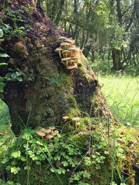 Tumblr, Wood, Cool Mushrooms, Mushrooms Growing, In The Woods, Forest