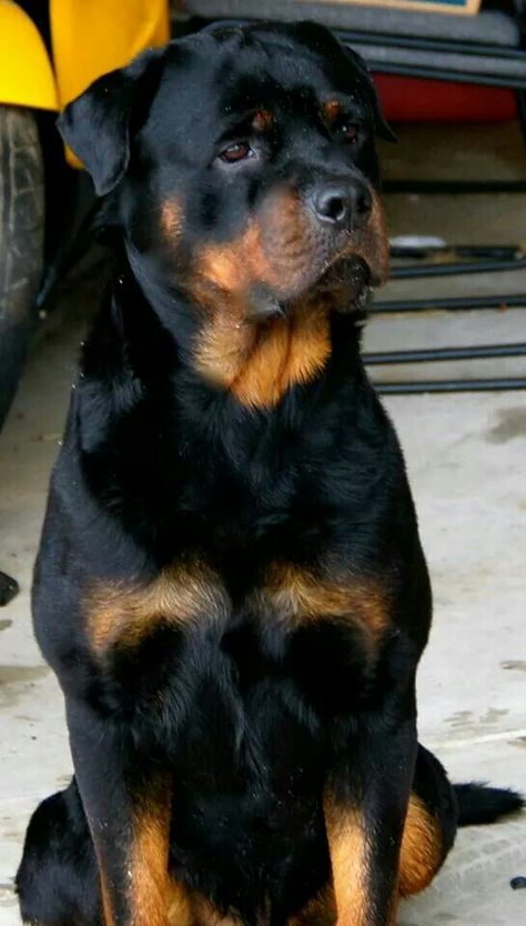 Rottweiler Training, Rottweiler Funny, German Dog Breeds, Rottweiler Love, Welsh Terrier, Rottweiler Puppies, Rottweiler Dog, Doberman Pinscher, Doberman