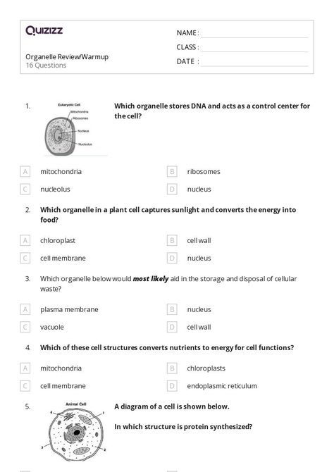 50+ plant cell diagram worksheets for 11th Grade on Quizizz | Free & Printable Plant Cell Functions, Plant Cell Diagram, Plant Cell Structure, Nutrient Cycle, Cell Transport, Cell Diagram, 11th Chemistry, Cells Worksheet, Cell Organelles