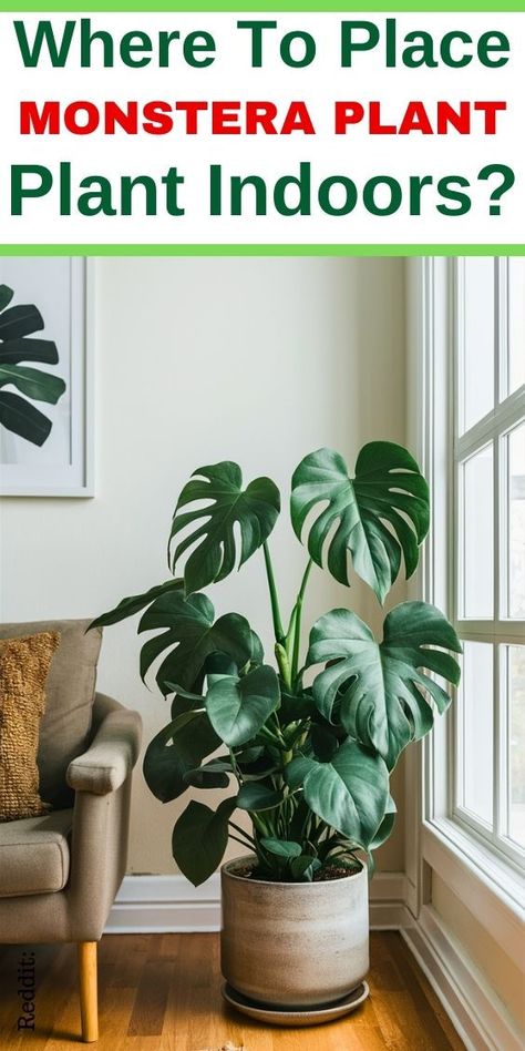 "for displaying Monstera plants, indoor plant placement, Monstera plant 
decor, Monstera plant display ideas, Monstera plant care, Monstera plant 
styling, Monstera plant room decor, Monstera plant home decor, Monstera 
plant interior design, Monstera plant potting ideas, Monstera plant hanging 
display, Monstera plant shelf display, Monstera plant wall decor, Monstera 
plant corner display." Monstera Deliciosa Care, Big Leaf Plants, Monstera Plant Care, Monstera Plants, Plant Party, Household Plants, Plant Tips, Wooden Plant Stands, Inside Plants