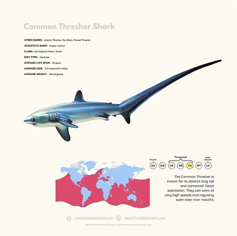 Fish Chart, Pig Breeds, Shark Facts, Shark Pictures, Mako Shark, Cool Fish, Animal Science, Cute Shark, New Pokemon