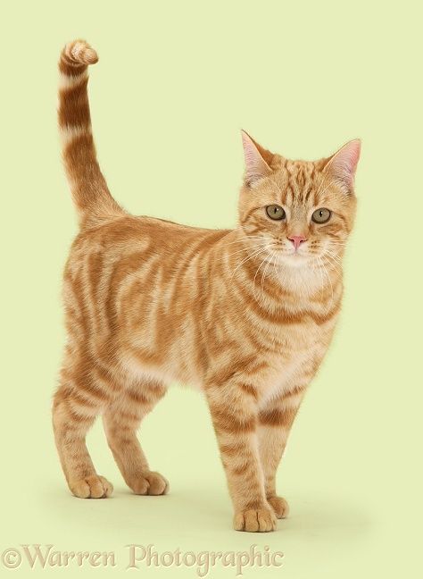 Ginger cat photo WP36560 Cat Poses, Cat Standing, Regnul Animal, Cat Anatomy, Cat Reference, Cat Stands, 강아지 그림, Image Chat, Ginger Cat