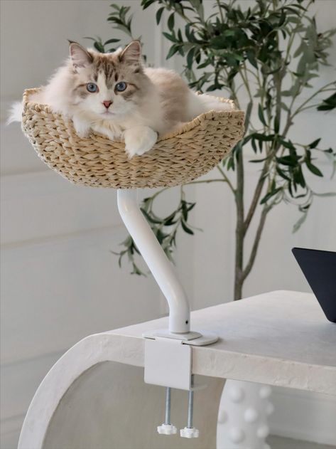 Ergo Purrch Desk-Mounted Cat Bed Keeps Your Feline Close Without Disturbance Multifunctional Cat Furniture, Desk Cat Bed, Banana Bed For Cats, Rattan Cat Bed, Cat Rattan Bed, Desk Bed, Desk Pet, Cat Towers, Cat S