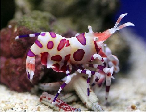 Nature, Pico Reef Tank, Clown Fish Tank, Harlequin Shrimp, River Creatures, Reef Tank Aquascaping, Nano Reef Tank, Marine Fish Tanks, Saltwater Aquariums