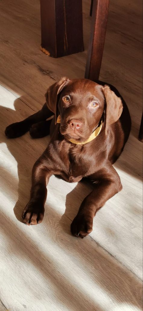 Chocolate Dog, Brown Labrador, Chocolate Lab Puppies, Chocolate Labrador Retriever, Really Cute Puppies, Black Color Hairstyles, Very Cute Dogs, Lab Dogs, Puppies And Kitties