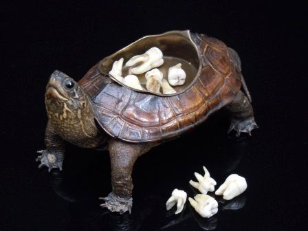 Victorian Taxidermy, Wet Specimen, Taxidermy Art, Vulture Culture, Terrapin, Bone Art, Animal Bones, Tooth Fairy, Taxidermy