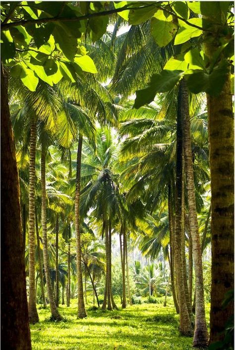 Average Kitchen, Zanzibar Travel, Naturally Pretty, Tanzania Travel, Spice Island, Africa Tour, Cocoa Beans, Tanzania Africa, Cap Vert