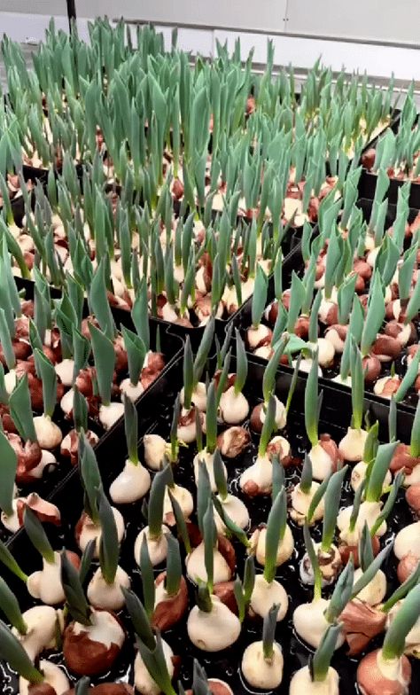 Hydroponic Tulip Bulbs: What You Need To Know Forcing Tulip Bulbs Indoors, Growing Tulips Indoors, Growing Bulbs Indoors, Tulip Care, Spring Bulbs Garden, Growing Tulips, Growing Bulbs, Planting Tulips, Lily Bulbs