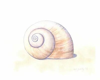 Moon Snail Shell, Moon Snail, Seashell Illustration, Shell Artwork, Shell Drawing, Painting Moon, Shell Tattoos, Seashell Painting, Original Watercolor Art