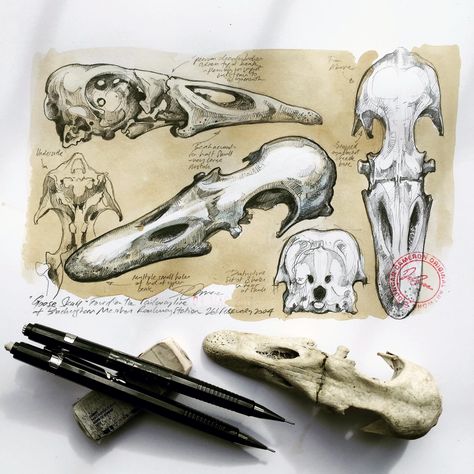 Duck Skull Drawing, Duncan Cameron Art, Animal Skulls Drawing, Duncan Cameron, A Level Art Themes, Animal Skull Drawing, Duck Skull, Ks3 Art, Skeleton Drawings