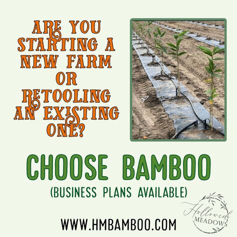 Permaculture, Bamboo Farm, Bamboo Ideas, How To Farm, Bamboo Species, Growing Bamboo, Purchase Agreement, Perspective Drawing Lessons, Bamboo Architecture