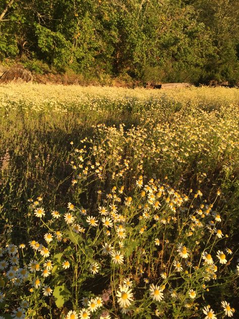 Gold Field, Golden Landscape, Golden Field, Yellow Field, Aesthetic Yellow Picture, Golden Fields, Spring Golden Hour, Golden Meadow Aesthetic, Golden Fields Photography