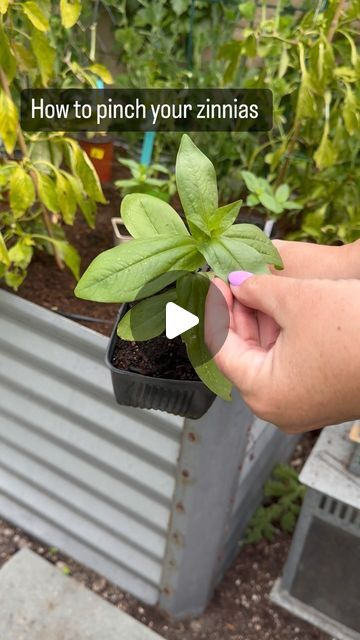 Zinnia Garden Landscapes, Pinching Zinnias, Potted Zinnias, Zinnias Garden Ideas, Zinnia Arrangements, Zinnia Lilliput, Growing Zinnias, French Cottage Garden, Zinnia Garden