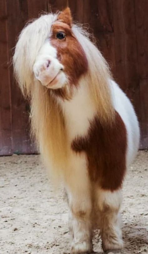 Shetland Ponies, Hilarious Dogs, Miniature Ponies, Tiny Horses, Cute Horse Pictures, Mini Pony, Horse Inspiration, Cute Ponies, Shetland Pony