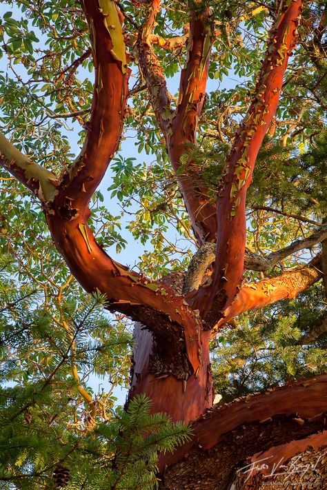 Image result for madrone Madrona Tree, Madrone Tree, Cabin Tree, Hornby Island, Arbutus Tree, Art In Nature, Weird Trees, Manzanita Tree, San Juan Islands