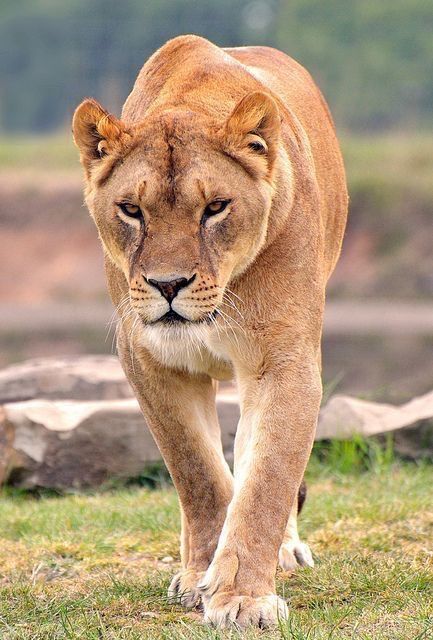 Walking Lion, Wild Animal Wallpaper, Female Lion, The Lion Sleeps Tonight, Wild Lion, Lion Photography, Africa Wildlife, Cat Reference, Lion Images