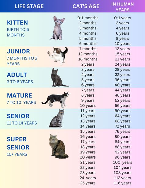 chart of cat years to human years Cat Ages In Human Years, Cat Years To Human Years, Cat Years Chart, Cat Chart, Cat Age Chart, Cat Knowledge, Cat Age, Cat Neutering, Cat Years