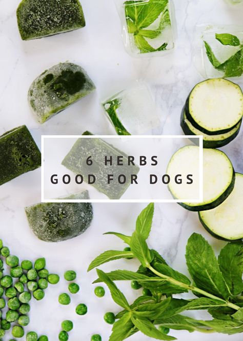 Herbs For Dogs, Dog Remedies, Dog Health Tips, Healthy Herbs, Game Mode, Pet Ideas, Dog Nutrition, Dog Diet, Health Wellbeing