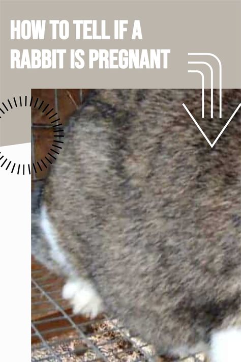 How to tell if a female rabbit is pregnant. Rabbit Pen Outdoor, Diy Rabbit Hutch Outdoor, Kentucky Homestead, Pregnant Rabbit, Rabbit Hutch Outdoor, Breeding Rabbits, Rabbit Recipes, Raising Rabbits For Meat, Angora Bunny