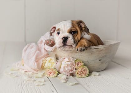 Pet Photography Poses, Introducing Me, Animal Photoshoot, Puppy Pose, Puppy Portraits, Puppy Photography, Newborn Puppies, Dog Photoshoot, English Bulldog Puppies