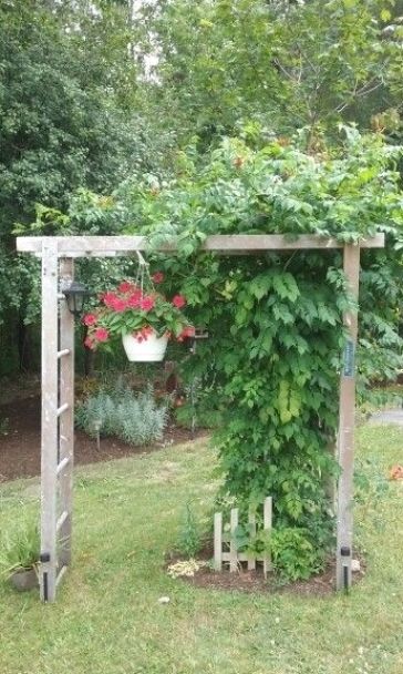 Arbor made from old ladder | Garden ladder, Halloween ... #garden #gardenideas Ladder Pergola, Ladder Trellis Ideas, Ladder Arbor, Ladders In The Garden, Garden Ladder Ideas, Ladder Trellis, Ladder Ideas, Garden Ladder, Garden Archway