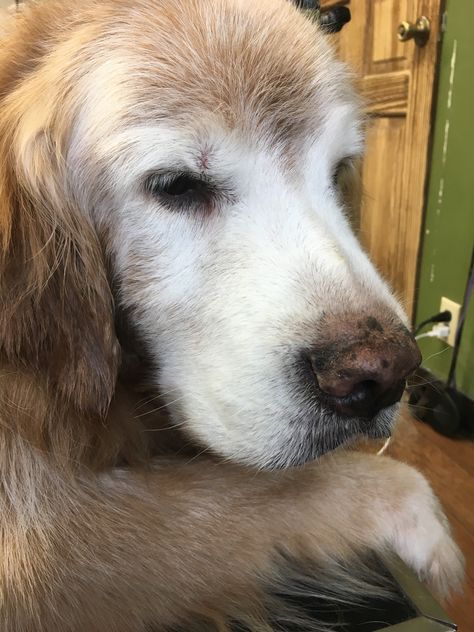 Old golden retriever Senior Golden Retriever, Marauders Dr, Old Golden Retriever, Goofy Dog, Warrior Cat Oc, Animal Reference, Senior Dogs, Cat Oc, Adorable Dogs