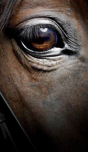 Regard Animal, Funny Horse Pictures, Regnul Animal, Horse Anatomy, Horse Eye, Horse Artwork, Play Free Online Games, Most Beautiful Horses, Horse Face