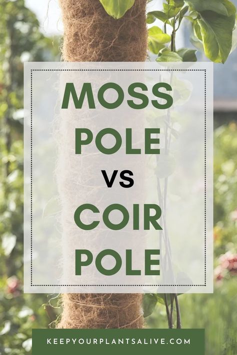 Debating between moss pole vs coir pole for your climbing plants? Discover the best choice for your indoor garden with our comprehensive comparison guide! Diy Moss Poles For Plants, Diy Moss Pole, How To Make A Moss Pole, Moss Poles For Plants, How To Use A Moss Pole Monstera, Moss Pole, Pothos Moss Pole, Diy Moss Pole Monstera, Monstera Deliciosa Moss Pole