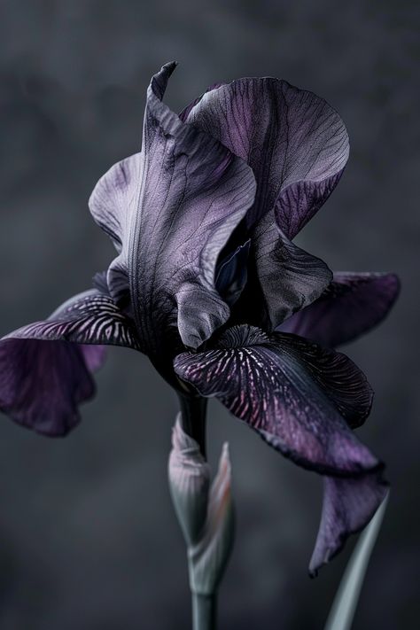 The Black Iris is a sight to behold with its intense dark purple to black petals. This rare and exquisite flower adds an element of elegance and depth to any garden composition.  Light: Full sun to partial shade. Water: Regular watering, but avoid waterlogging. Soil: Moist, well-drained soil. Temperature: 60-70°F (15-21°C). Humidity: Moderate. Fertilizer: Balanced fertilizer, applied in early spring.Perfect for creating striking contrasts in garden design, the Black Iris is a true showstopper.  #BlackIris #GardenElegance #FloralBeauty #NatureLovers Garden Composition, Black Iris, Early Spring, Dark Purple, Soil, Garden Design, Purple, Flowers, Black