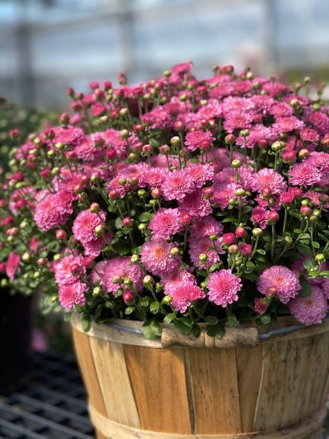 Did you know that Garden Mums are an air-purifying champion? That's right, NASA ranked them #1 in the Top 9 Air-Cleaning Houseplants for Your Home. They remove ammonia, benzene, formaldehyde, and xylene! So when your done with your mums outside, Bring Them In!! Or just buy a few more for your indoor living space!! Pictured Gigi Dark Pink Garden Mum, Fall Accents, Annual Plants, Fall Plants, Garden Center, Dark Pink, Gardening Tips, Garden Landscaping, Fall Colors