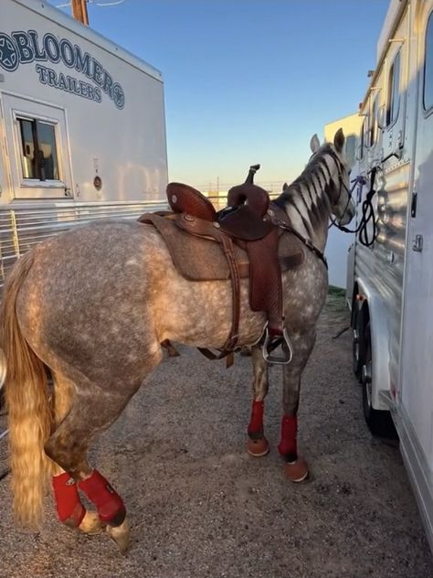 Buckskin Barrel Horse, Western Riding Outfit, Western Horse Tack Turquoise, Western Riding Tack, Barrel Racing Tack Rodeo, Barrel Horses, Roping Horse, Western Horse Riding, Aqha Horses