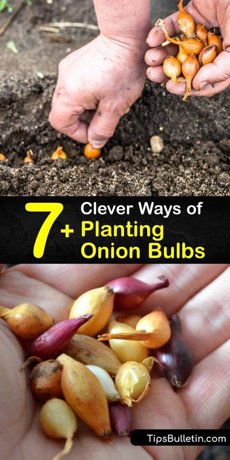 Planting Onions Bulbs, Onion Companion Planting, Planting Onion Sets, Growing Onions, Onion Bulbs, Planting Onions, Vidalia Onions, Garden Bulbs, Planting Bulbs