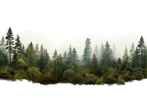 Nature, Tree Elevation Architecture, Scenery Background Nature, Vegetation Png, Outdoor Graphic Design, Forest Banner, Forest Border, Forest Texture, Forest Collage