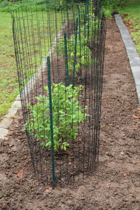 Berry Fence Ideas, Blueberry Bushes In Landscaping, Blueberry Bushes In Raised Beds, How To Protect Blueberries From Birds, Berry Bushes Landscaping, Planting Berry Bushes, Protect Blueberry Bushes From Birds, Protecting Blueberries From Birds, How To Grow Blueberry Bushes