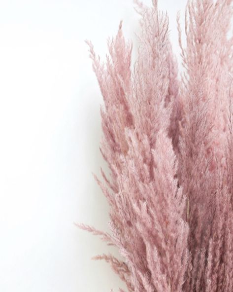 Dried Flowers on Instagram: “Pink Pampas 🌸 Some new pampas launching this weekend alongside the bunny tails 🎉” Pink Pampas, Bunny Tail, Pampas Grass, Dried Flowers, Mood Board, Product Launch, Beauty Book, Pink, Flowers