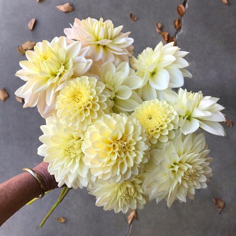 beth harris on Instagram: “pale yellow 💫⭐️✨ dahlias 'creamy', 'diana's memory', 'bridezilla', 'tapioca'.” Pale Yellow Weddings, Yellow Flower Arrangements, Yellow Dahlia, Dahlias Wedding, Dahlia Bouquet, Yellow Wedding Flowers, Yes I Have, Wedding Color Palette, Yellow Wedding