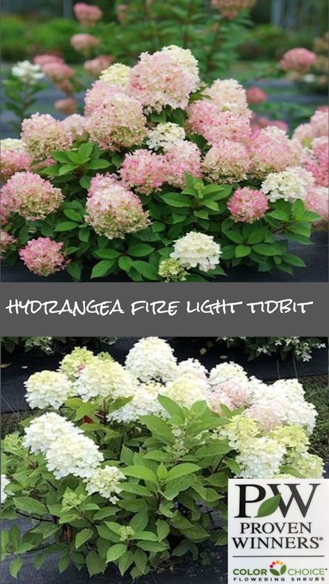 Tidbit Hydrangea, Quick Fire Hydrangea, Bobo Hydrangea, Pruning Hydrangeas, Hydrangea Landscaping, Serenity Garden, Hydrangea Shrub, Panicle Hydrangea, Shade Garden Plants