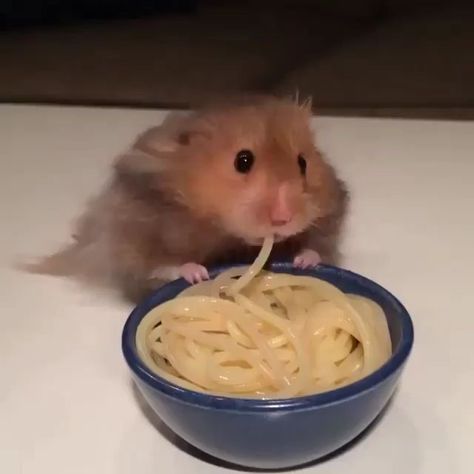 A Hamster, Animal Fun, Spaghetti, Cute Animals, Dogs, Funny, Animals