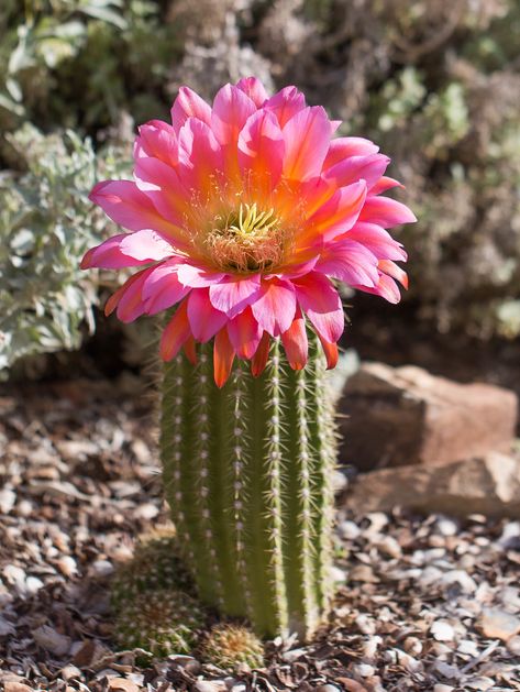 Cactus Flower Photography, Cactus Blossom, Cactus Flower Painting, Orange Cactus Flower, Flowering Cactus Photography, Succulent Garden Landscape, Cactus Drawing, Cactus Blossoms, Trichocereus Grandiflorus