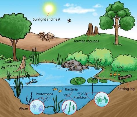 What are ecosystems and why they're important Ecosystem Drawing Ideas, Ecosystem Drawing Easy, Ecosystem Drawing, Ecosystems Projects, Camping Journal, Science Camp, Forest Ecosystem, Aquatic Ecosystem, Water Cycle