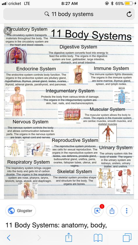 Sistem Saraf, Basic Anatomy, Nurse Study, Nurse Study Notes, Basic Anatomy And Physiology, Nursing Student Tips, Biology Facts, Medical Student Study, Nursing School Survival