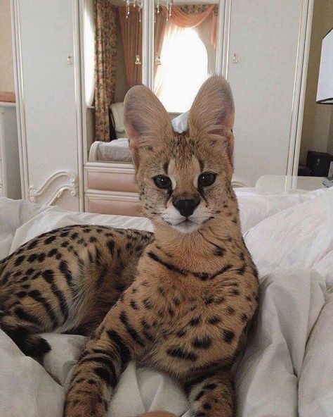 So beautiful Serval Cats, Exotic Cats, Savannah Cat, Image Chat, Exotic Pets, Cute Little Animals, Beautiful Cats, 귀여운 동물, Crazy Cats