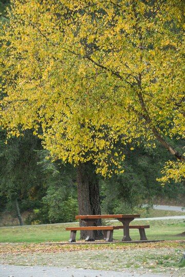 Free Photo | Bench under a tree Person Sitting Under Tree, Sitting On Park Bench Aesthetic, Park Bench Aesthetic, Bench In Park, Sitting On A Park Bench, Garden Details, Under A Tree, Oak Tree, Bench Table