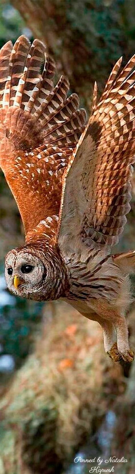 Owl Flying, Psychic Healing, Owl Wings, Awesome Owls, Owl Photography, Red Owl, Barred Owl, Owl Photos, Owl Pictures