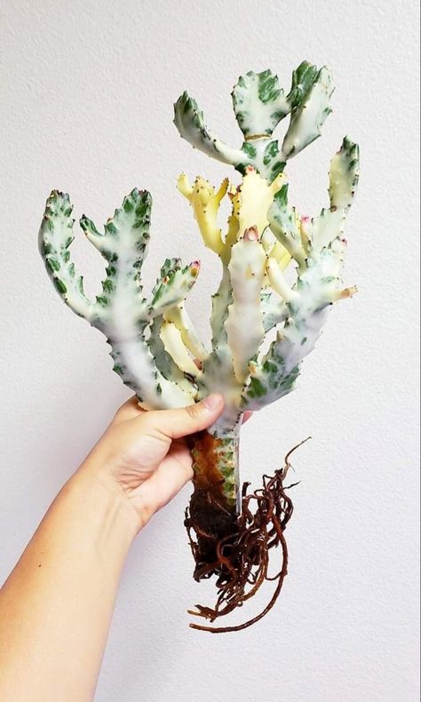 Do you know how fast do cactus grow? If you are creating an outdoor decoration you should definitely think about the growth rate of cactuses!! #cactus #decor Cactus Varieties, Succulent Fertilizer, Grafted Cactus, Golden Barrel Cactus, White Cactus, Technology Website, Plant Wishlist, Cactus Types, Growing Succulents