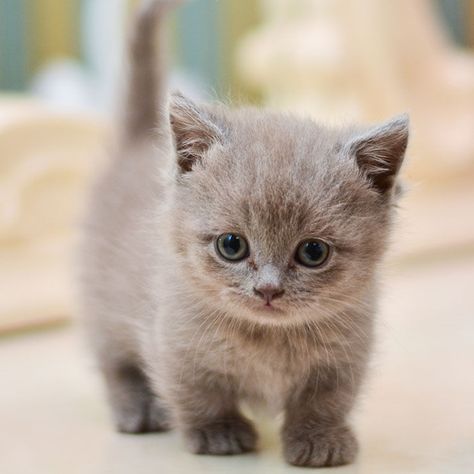 Estos gatitos de patas cortas son preciosos, pero es necesario que conozcas varias particularidades sobre ellos antes de decidirte a tener uno (problemas de salud, longevidad, cómo cuidarlos, etc). Gato Munchkin, Small Cat Breeds, Munchkin Cats, Cat Breeds List, Singapura Cat, Domestic Cat Breeds, Gatto Carino, Munchkin Cat, Kitten Photos