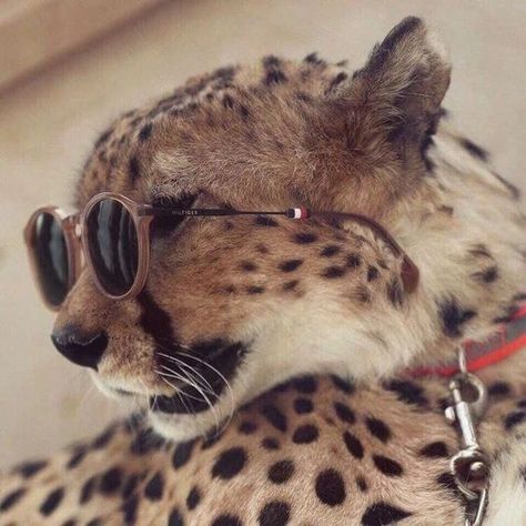 Aesthetic Wildlife, Carefree Aesthetic, Cheetah Pictures, Cheetah Drawing, Royal Animals, جوني ديب, Instagram Man, Bmw Girl, Cheetah Animal